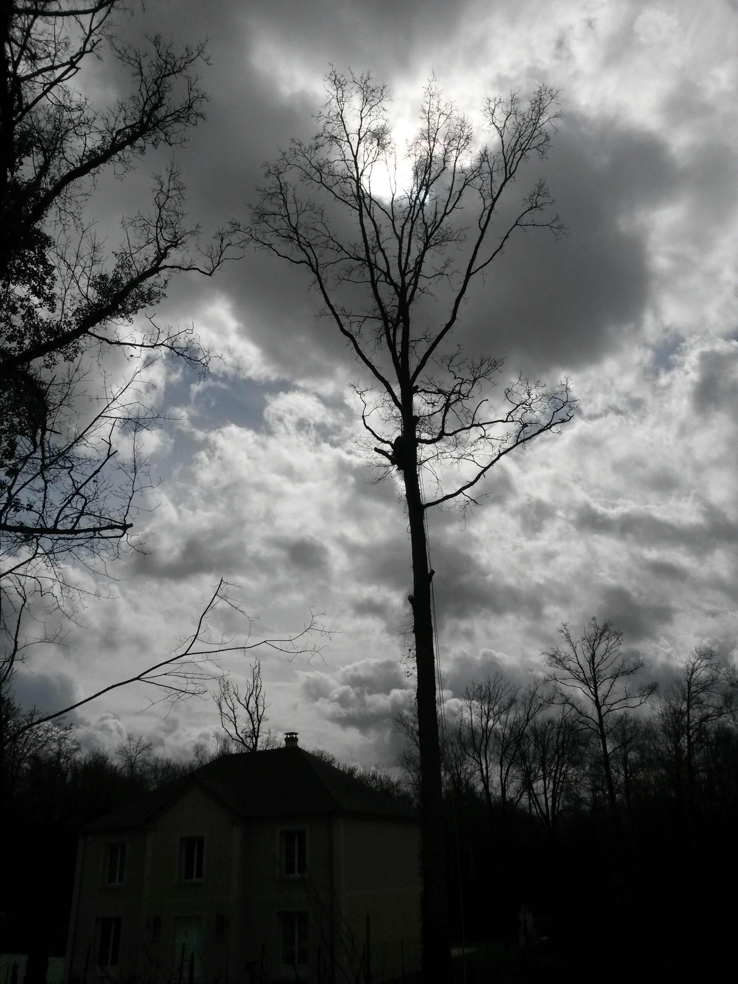 elagage abattage Mouroux 77120